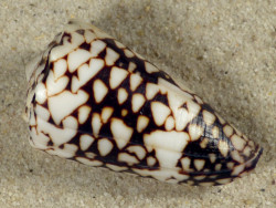 Conus vidua PH 4,7cm *Unikat*