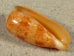 Conus bullatus PH 5,8cm *Unikat*