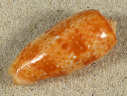 Conus bullatus PH 5,8cm *unique*