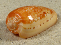 Conus bullatus PH 5,8cm *unique*