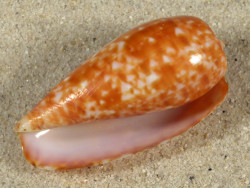 Conus bullatus PH 5,2cm *Unikat*