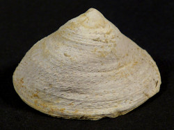 Calyptraea chinensis Pliozän ES 3,7cm *Unikat*