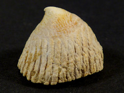 Crucibulum chipolanum Miozän US 2,3cm *Unikat*