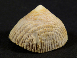 Crucibulum chipolanum Miocene US 2,3cm *unique*