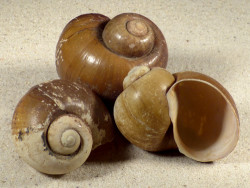 3,0-3,4 - Pomacea insularum