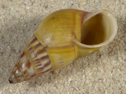 Amphidromus furcillatus ID 3,3cm *Unikat*
