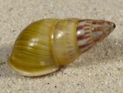 Amphidromus furcillatus ID 3,3cm *Unikat*