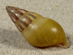 Amphidromus furcillatus ID 3,3cm *unique*
