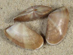 Donax semistriatus ES-Mittelmeer 2,2+cm