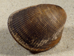 Laevicardium oblongum ES-Mittelmeer 6,3cm *Unikat*